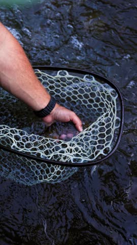 Angler holds a freshly caught brown trout above the river net Close up