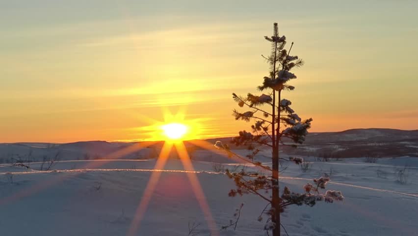 A small fir tree trembles in the wind among a snowy plain against the background of a clear yellow sunset sky and the setting sun on a winter evening. Timelapse.
