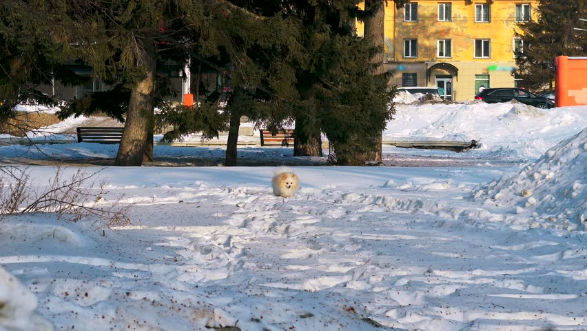 A fluffy dog sits in a snowy park, with trees and a building in the background.