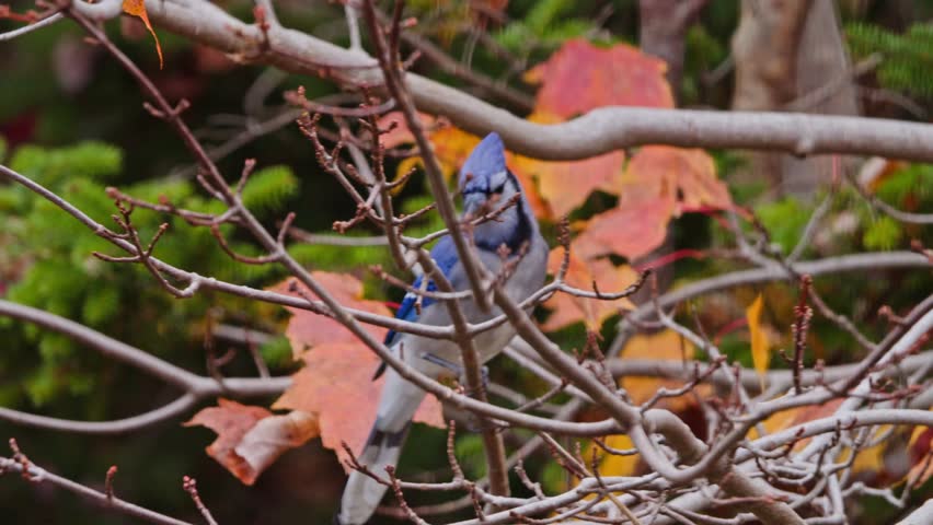 The Beauty Of Canadian Nature Captured In A Moment As A Blue Jay Sits On A Maple Tree With Colorful Autumn Leaves. Wild Blue Jay Sitting On Maple Branch With Red Fall Leaves