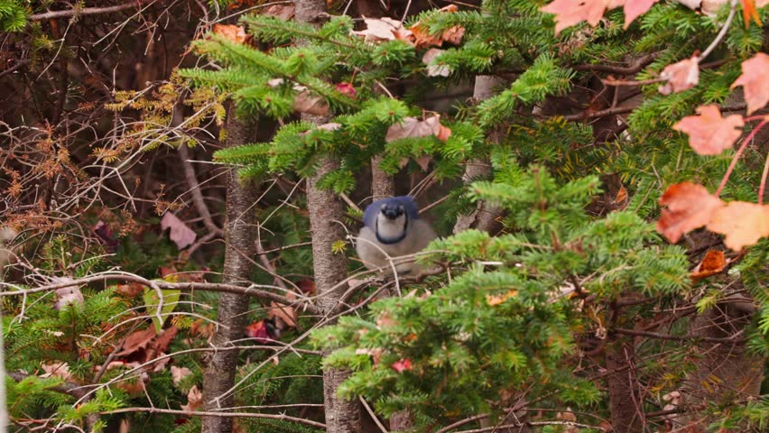 Colorful Blue Jay On Fall Tree Branch In Canadian Forest. A Vibrant Blue Jay Sits Gracefully On A Branch Surrounded By Warm Autumn Foliage In Nova Scotia, Canada, Symbolizing The Beauty Of Wild Nature