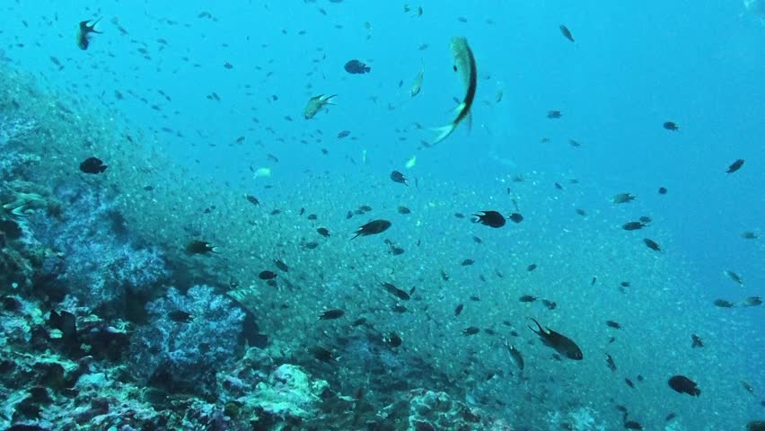Underwater life in the ocean. Tropical fish in Thailand
