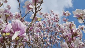Cinematic Shot Of Magnolia Flower With Water Drops Under Blue Sky. Gentle Breeze Moves The Pink Petals As The Camera Approaches The Bloom Framed Against Fluffy White Clouds. - Powered by Shutterstock - Get 15% off with code: PIKWIZARD15