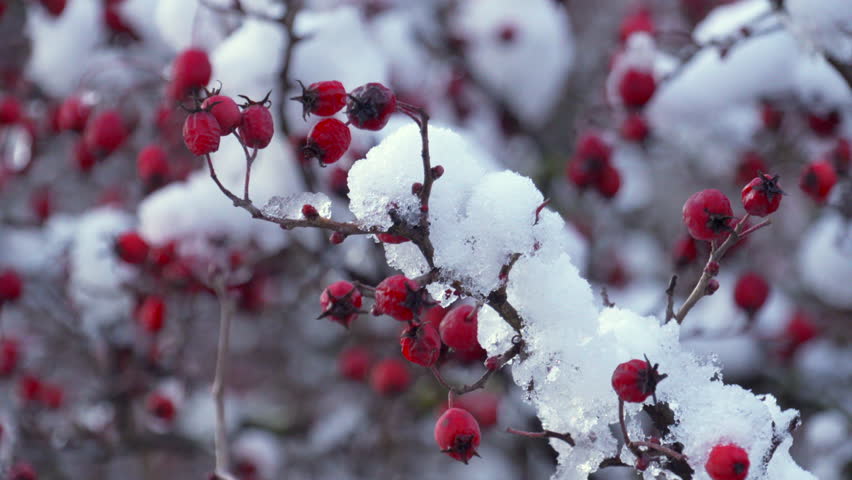 A branch of red berries covered in snow. The snow is white and fluffy