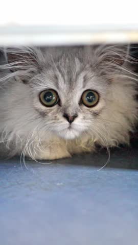 A fluffy little kitten curiously peeks out from behind a door, showcasing its adorable and curious nature
