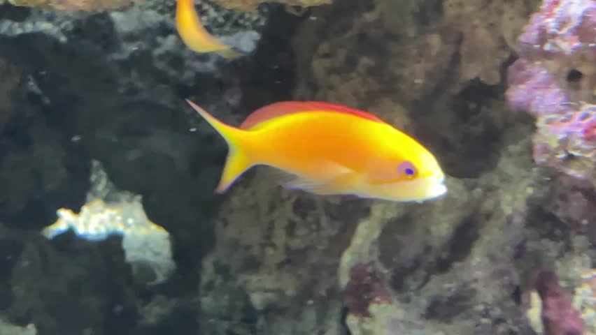 The sea goldie, Pseudanthias squamipinnis, also known as the orange basslet