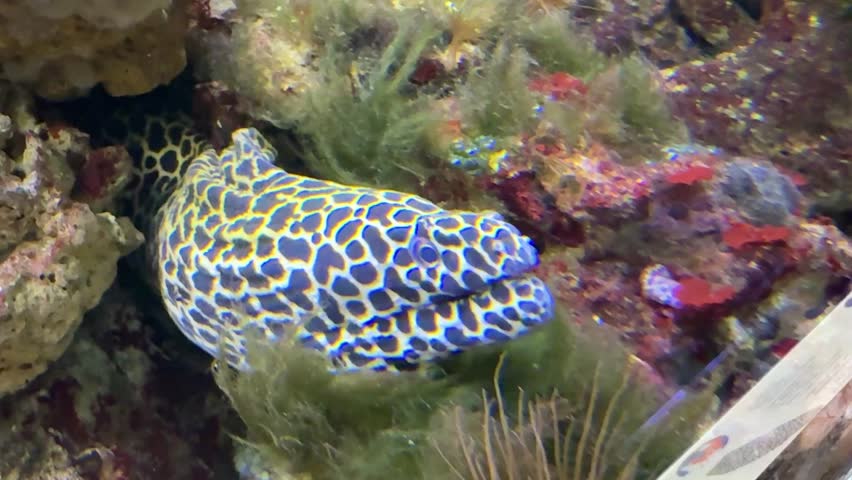 Gymnothorax javanicus, The giant moray is a species of moray eel and marine fish