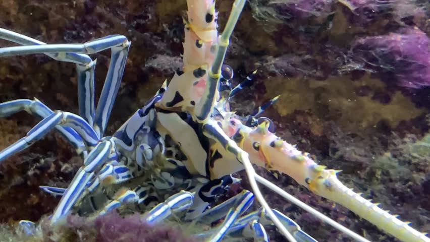Panulirus versicolor is a species of spiny lobster, grows up to 40 centimetres