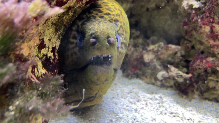 Gymnothorax javanicus, The giant moray is a species of moray eel and marine fish