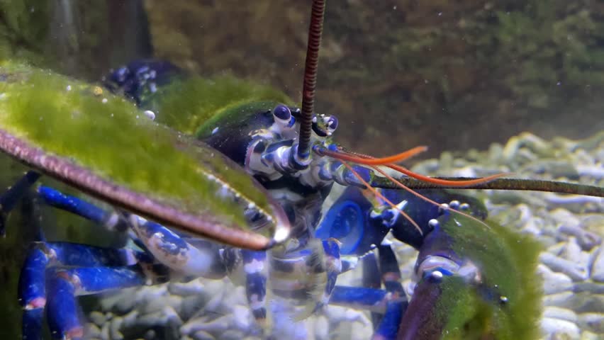 Homarus gammarus, known as the European lobster or common lobster