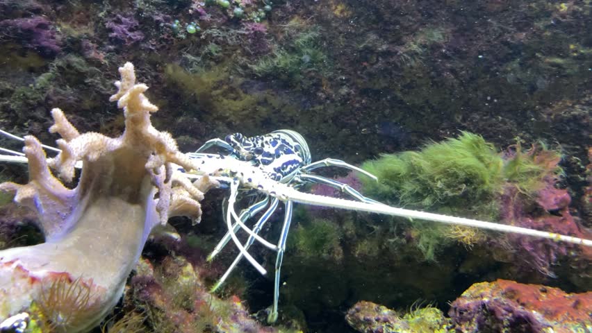Panulirus versicolor is a species of spiny lobster, grows up to 40 centimetres