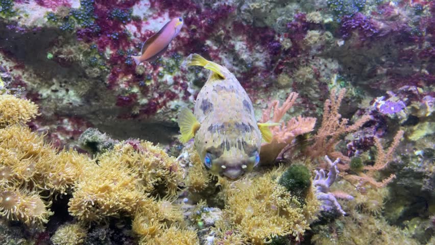 The black blotched porcupinefish, Diodon liturosus, usually between 15 and 30 m
