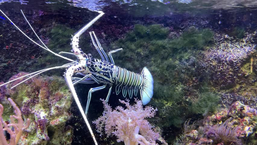 Panulirus versicolor is a species of spiny lobster, grows up to 40 centimetres