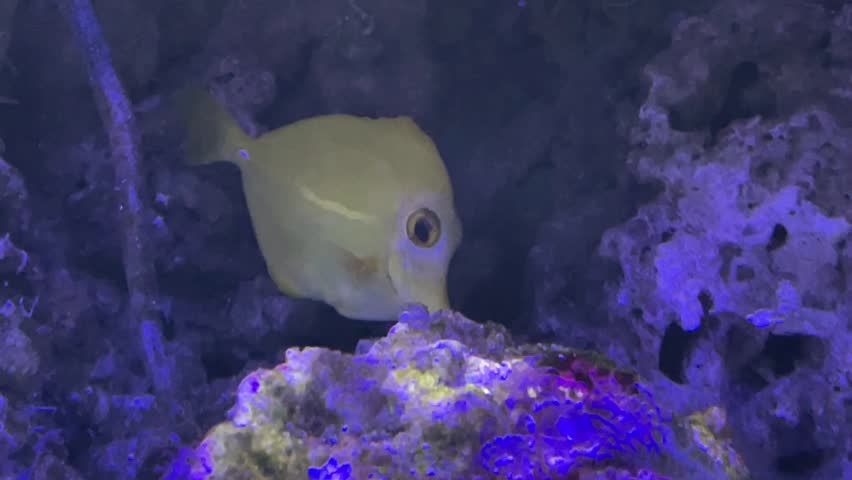 The yellow tang, Zebrasoma flavescens, is popular marine aquarium fish
