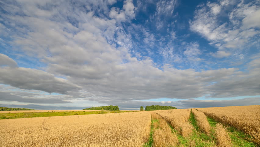 Majestic wheat field under clouds, Serene countryside with expansive cloudscape and sunlight, Vast rural landscape showcasing rolling crops and dramatic sky overhead