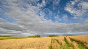 Majestic wheat field under clouds, Serene countryside with expansive cloudscape and sunlight, Vast rural landscape showcasing rolling crops and dramatic sky overhead - Powered by Shutterstock - Get 15% off with code: PIKWIZARD15