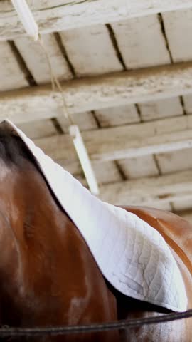 Stable, a girl rider in riding clothes sets a backing for a saddle and a saddle for riding, on the back of a brown young handsome horse, a thoroughbred stallion