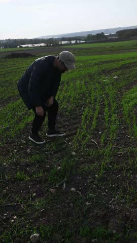 Technology can capture trees’ shadows. Yet walking beneath them brings real calm.