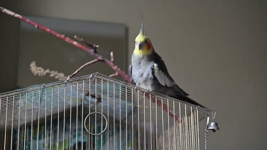 A parrot perches on its cage, flapping its wings. A close-up shot captures the bird