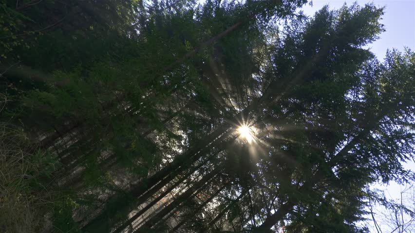 Golden Light of Sun with Sunbeam Piercing Foggy Forest in Morning Nature