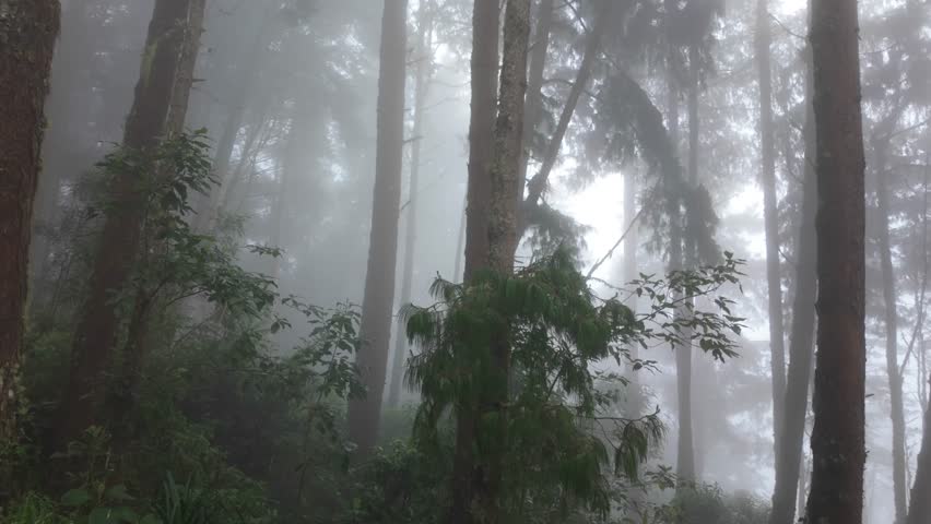 A foggy cloud forest in the mountains of Quindío, Colombia