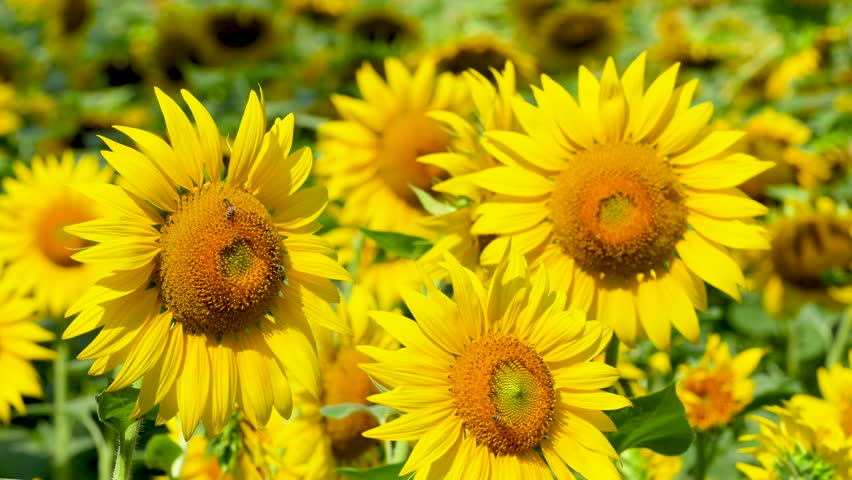 Field of yellow sunflowers on a bright sunny summer day, with bees buzzing amd pollinating the flowerheads