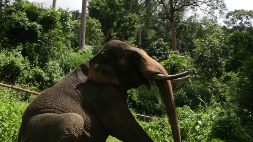 Asian Elephants eat cogongrass and bamboo, partially obscured by tall green grass in Maesa Elephant Conservation Park , Chieng mai Thailand.
