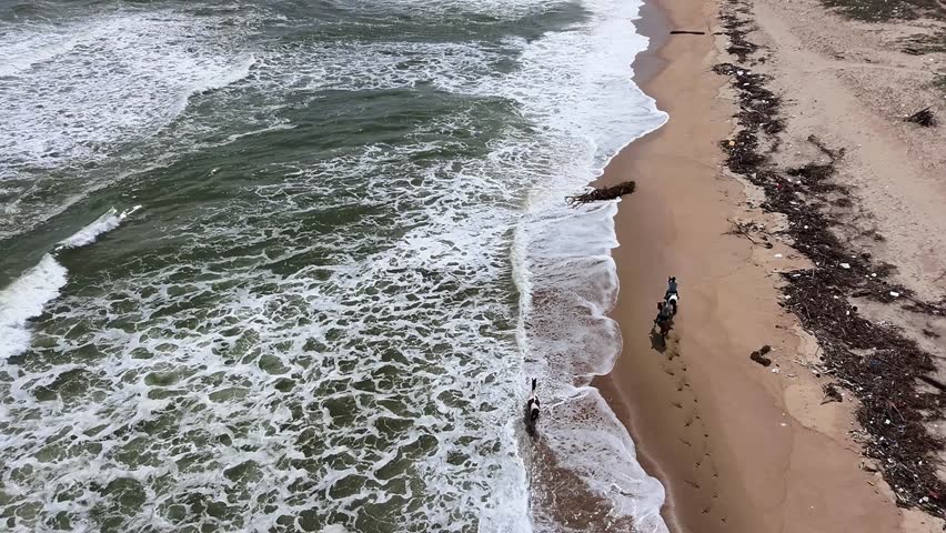 Two horses with female riders gallop along the sandy seashore, followed by active young horses. Aerial view of a herd of horses near the ocean and foam waves