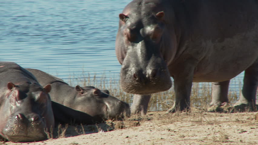 A female and her calf rest on the banks of the Chobe river. A bull hippo