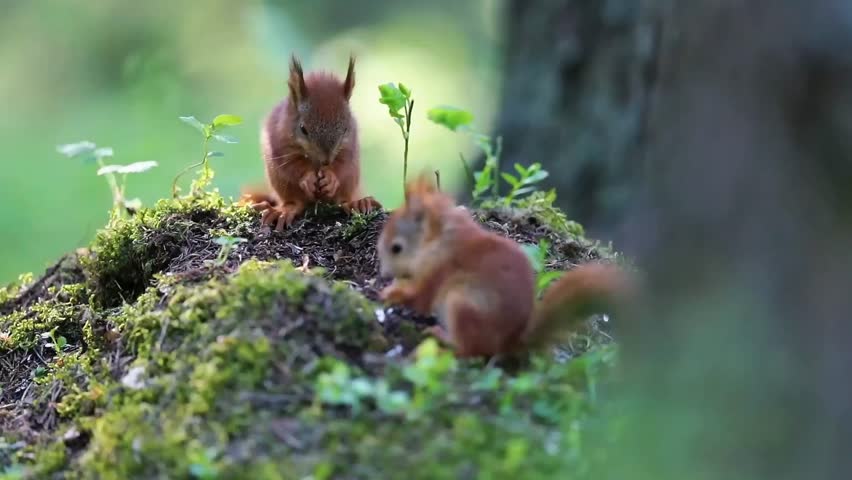 A red squirrel enjoys a small meal in the peaceful autumn forest, surrounded by warm colors, fallen leaves, and soft natural light capturing the beauty of wildlife in its habitat.