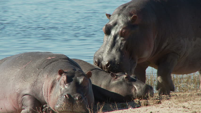 A female and her calf rest on the banks of the Chobe river. A bull hippo
