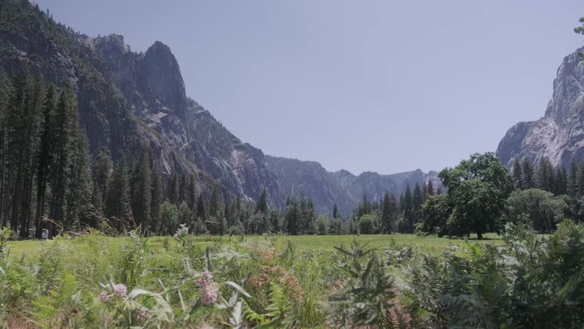 Yosemite Valley Meadow with Granite Peaks and Pine Trees
A wide view of Yosemite Valley featuring a sunlit meadow filled with ferns and pine trees, surrounded by towering granite peaks.