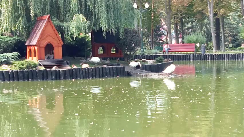 A short 4-second video of a peaceful park pond with ducks and geese resting near small decorative wooden houses. Gentle reflections on green water, willow branches hanging above, and a calm outdoor at
