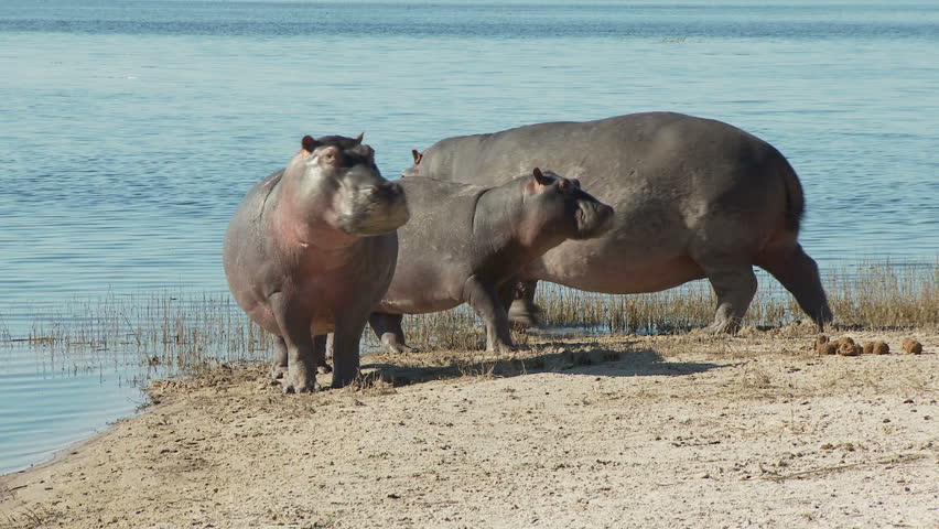 Three hippo's seek protection by running into the safety of the Chobe River