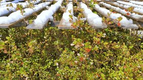 Drops of melting snow dripping from the snow fence boards, Tohoku Japan - Powered by Shutterstock - Get 15% off with code: PIKWIZARD15