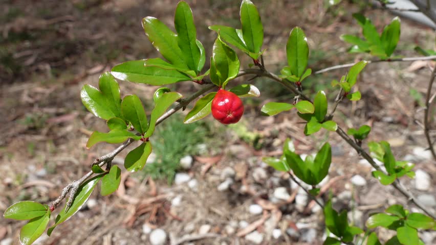 The bright orange-red Pomegranate flower bud (Punica granatum) on its branch, sway in a warm spring breeze in a spring season at a botanical garden. attracting pollinators like bees and hummingbirds, 