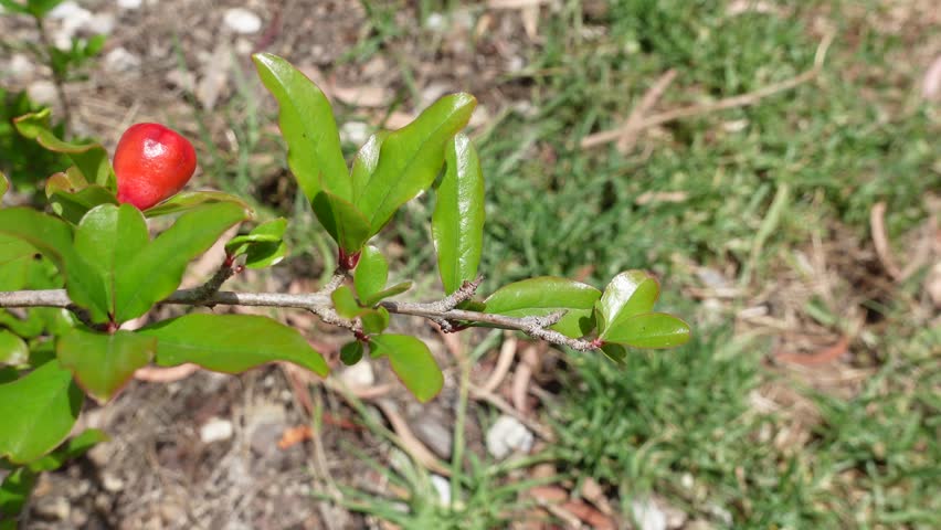 The bright orange-red Pomegranate flower bud (Punica granatum) on its branch, sway in a warm spring breeze in a spring season at a botanical garden. attracting pollinators like bees and hummingbirds, 
