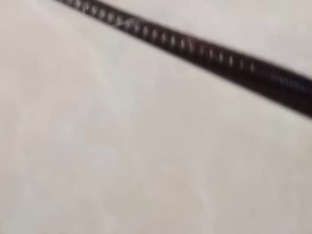 A close-up photograph of a large, dark brown or black millipede, likely a giant African millipede (Archispirostreptus gigas), moving across a light-colored surface.