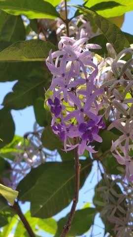 Slow motion video of a morning breeze moving purple flowers.