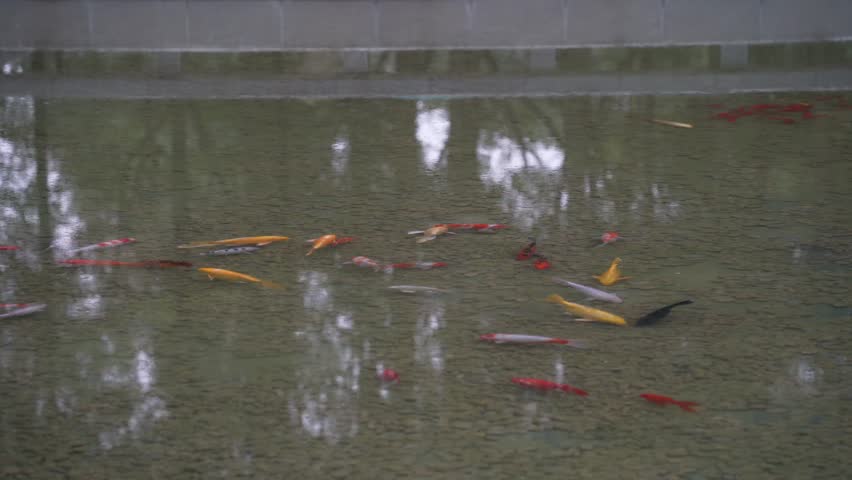 A Group of Koi Fish Swimming in a Shallow Pond