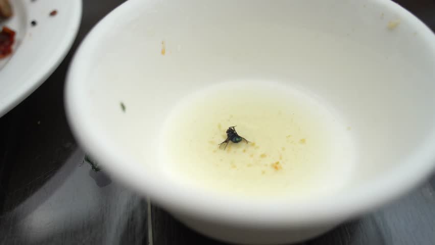 Close Up of a Fly Drowning and Struggling in a Water-Filled Bowl