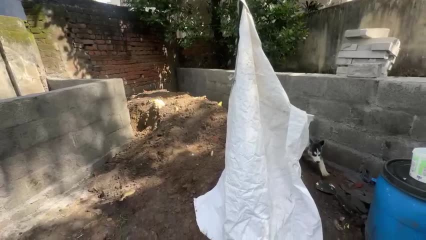 Playful Puppies in Outdoor Yard with Dirt and Construction Walls