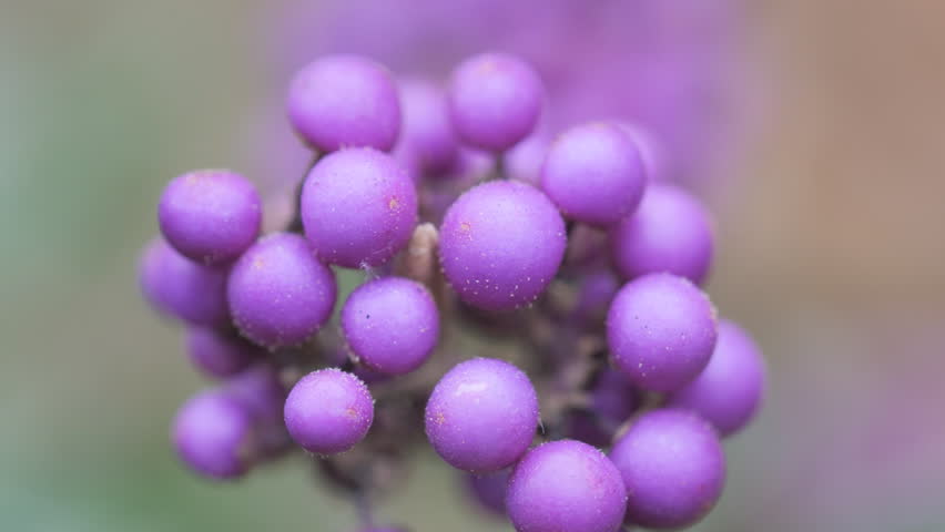 Macro shot of purple berries on a green blurred background.