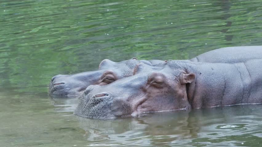 Two hippos submerge in green water