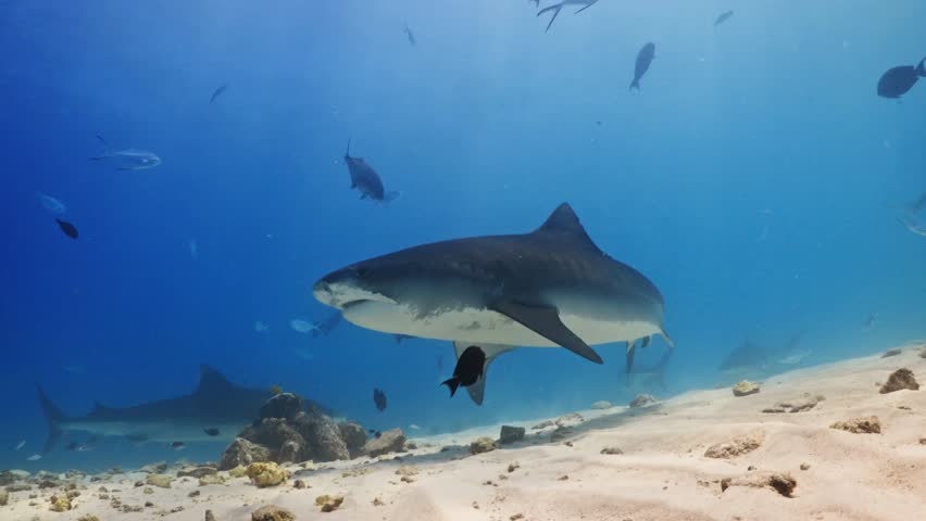 Large Tiger Shark Swimming Close-up in Crystal Blue Ocean