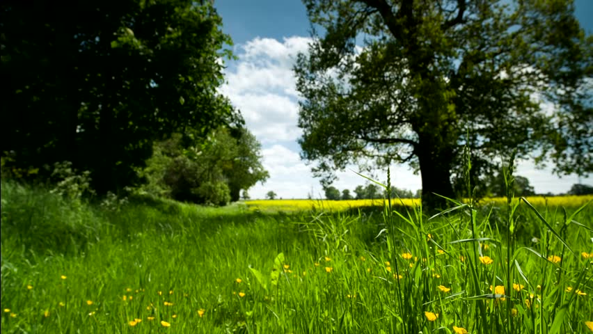 Dandelion's gone to seed, late springtime in a green meadow in the countryside


