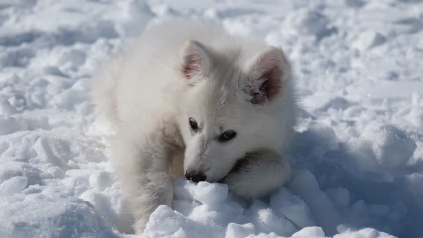 Slow motion footage of a White Swiss Shepherd (Berger Blanc Suisse) puppy lies in the snow in winter.