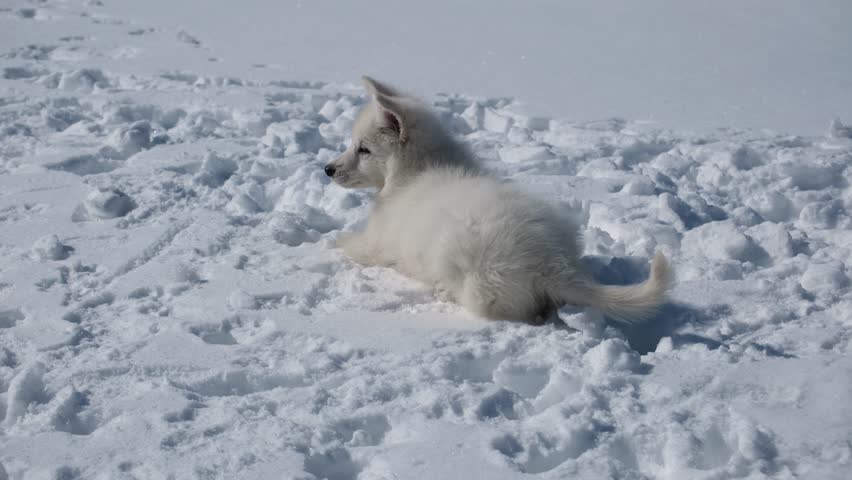 Slow motion footage of a White Swiss Shepherd (Berger Blanc Suisse) puppy playing in the snow in winter.