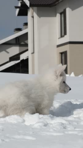 Vertical slow motion footage of a White Swiss Shepherd (Berger Blanc Suisse) puppy digs snow a the garden in a cottage village in winter.