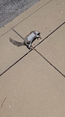 Dead Squirrel on City Sidewalk with Flies Circling - Body